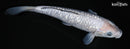 10" GINRIN SORAGOI