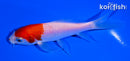4.5" KOHAKU BUTTERFLY