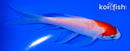 4.5" KOHAKU BUTTERFLY