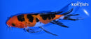 6.75" AKA SANKE BUTTERFLY