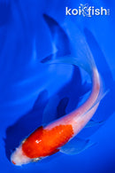 4.5" KOHAKU BUTTERFLY