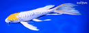 9.75"DOITSU LEMON HARIWAKE BUTTERFLY