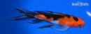 6.75" AKA SANKE BUTTERFLY