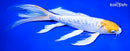 9.75"DOITSU LEMON HARIWAKE BUTTERFLY
