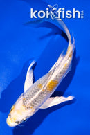 5.5" KUJAKU BUTTERFLY