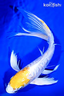 9.75"DOITSU LEMON HARIWAKE BUTTERFLY