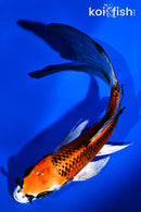 5.5" KUJAKU BUTTERFLY
