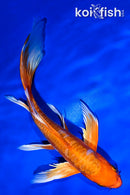 9" ORENJI OGON BUTTERFLY