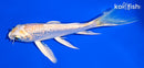 5.5" GINRIN HARIWAKE BUTTERFLY