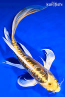 10.75" DOITSU KUJAKU BUTTERFLY