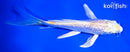 5.5" GINRIN HARIWAKE BUTTERFLY