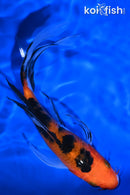 6.75" AKA SANKE BUTTERFLY