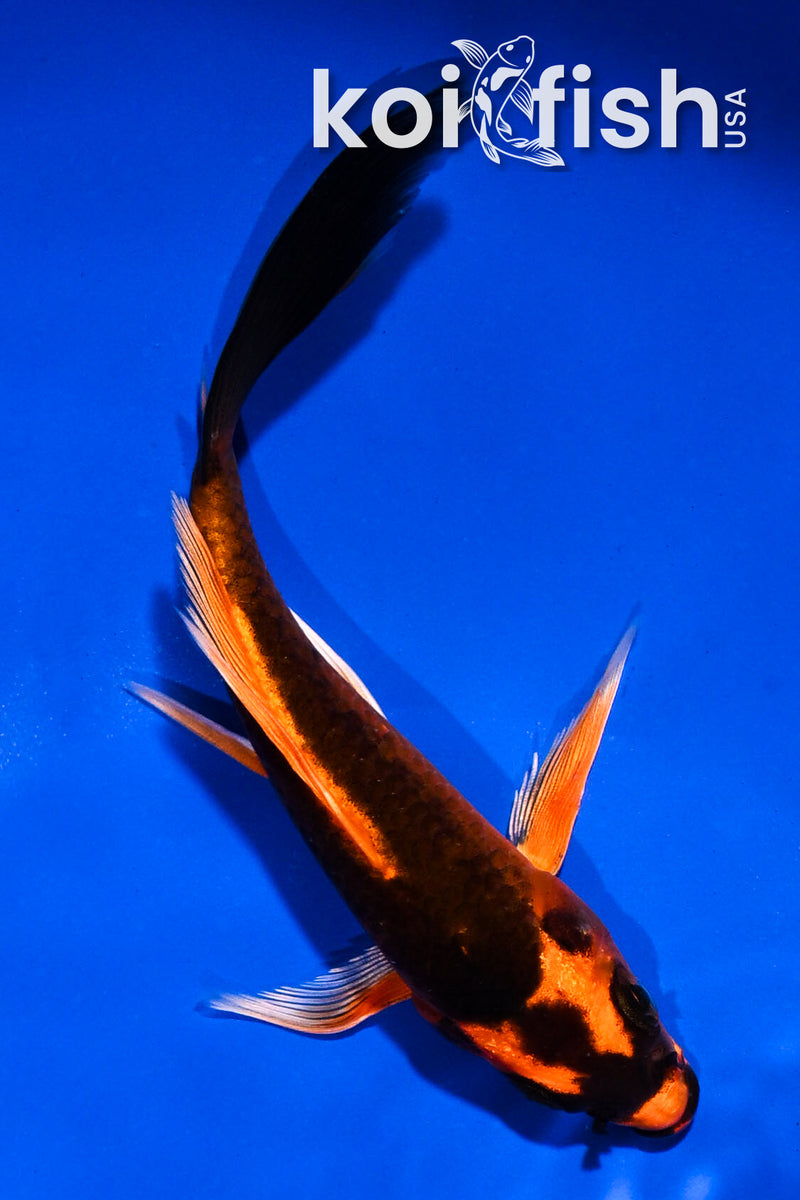 5" ORENJI MATSUBA BUTTERFLY