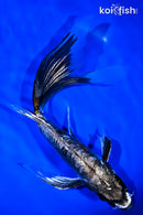 10.25" BENI KIKOKURYU BUTTERFLY