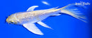 6.75" GINRIN YAMABUKI OGON BUTTERFLY