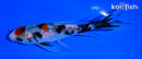5.25" SANKE BUTTERFLY