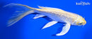 6.75" GINRIN YAMABUKI OGON BUTTERFLY