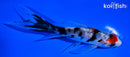 5.25" SANKE BUTTERFLY