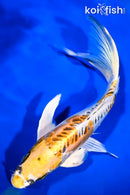 9.75" DOITSU KUJAKU BUTTERFLY