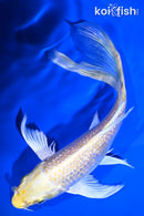 6.75" GINRIN YAMABUKI OGON BUTTERFLY