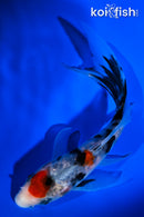 5.25" SANKE BUTTERFLY