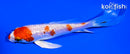 5" GINRIN HARIWAKE BUTTERFLY