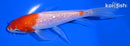 6.25" GINRIN KOHAKU BUTTERFLY