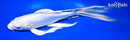 10" DOITSU PLATINUM OGON BUTTERFLY