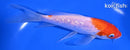 6.25" GINRIN KOHAKU BUTTERFLY