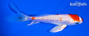 5" GINRIN HARIWAKE BUTTERFLY