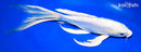 10" DOITSU PLATINUM OGON BUTTERFLY