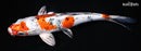 9" YAMATO NISHIKI