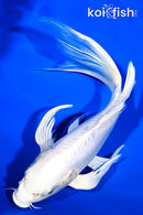 10" DOITSU PLATINUM OGON BUTTERFLY