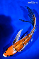9.25" KUJAKU BUTTERFLY