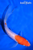 6.25" GINRIN KOHAKU BUTTERFLY