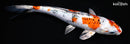 9" YAMATO NISHIKI