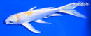7.25" LEMON HARIWAKE BUTTERFLY