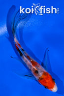 4.5" SANKE BUTTERFLY