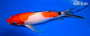 9.5" SANKE BUTTERFLY