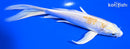 7.25" LEMON HARIWAKE BUTTERFLY
