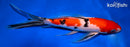 9.5" SANKE BUTTERFLY