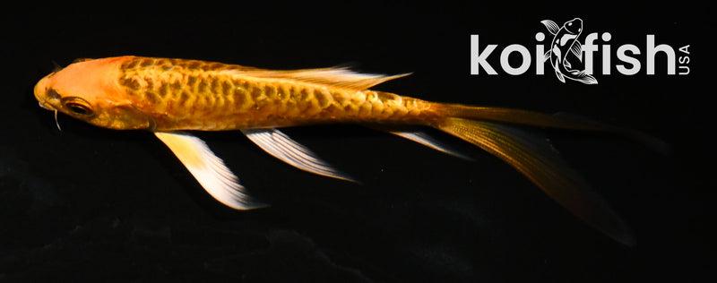 5.5" ARAGOKE ORENJI MATSUBA BUTTERFLY