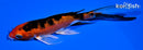 5.25" AKA SANKE BUTTERFLY