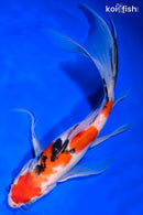 10.25" SANKE BUTTERFLY