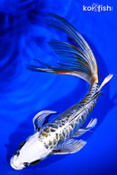 9.25" GINRIN KIN KIKOKURYU BUTTERFLY