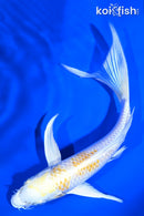 7.25" LEMON HARIWAKE BUTTERFLY