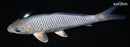 9.25" METALLIC SORAGOI