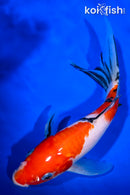 9.5" SANKE BUTTERFLY
