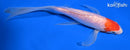 7.25" GINRIN KOHAKU BUTTERFLY