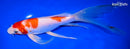 9.5" KOHAKU BUTTERFLY
